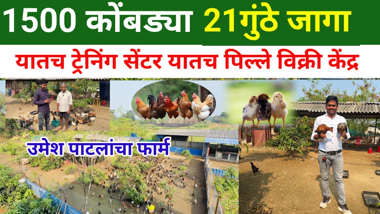 1500 गावरान कोंबड्यांचा फार्म | कोंबडीपालन माहिती | उमेश पाटील यांचा द्वित फार्म | kukutpalan 