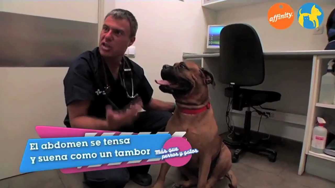 El veterinario responde - Síndrome de dilatación - Más que perros y gatos 6 | Fundación Affinity