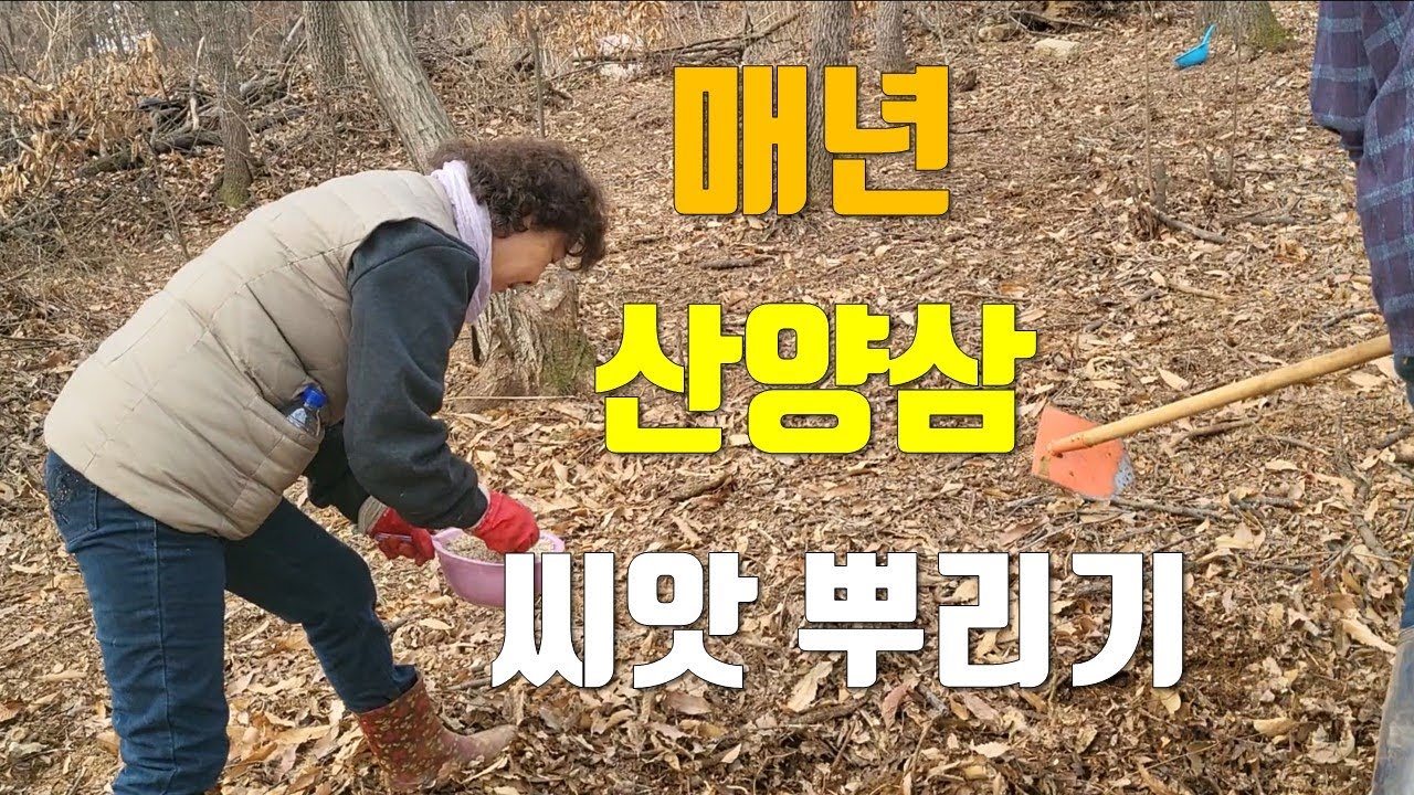 산양삼 씨앗 뿌리기