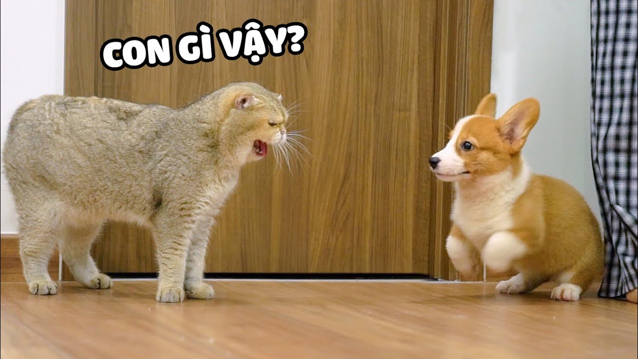 PHẢN ỨNG CỦA M&Egrave;O LẦN ĐẦU GẶP CH&Oacute;