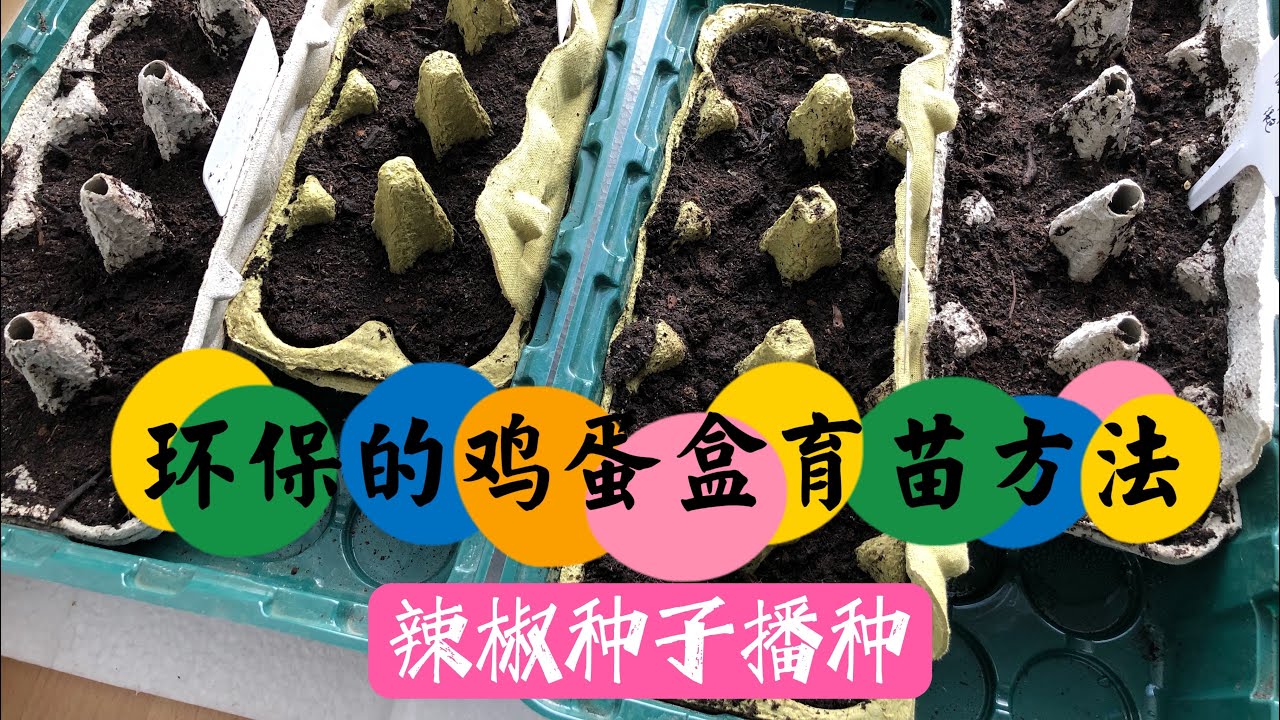 环保鸡蛋盒育苗方法/家庭辣椒种子育苗/育苗的注意事项和要点/16.01.2022