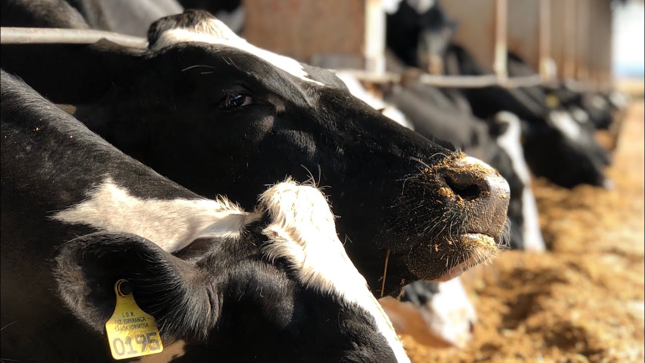TRATANDO DAS VACAS, ELAS ADAPTARAM BEM ao SNAPLAGE??