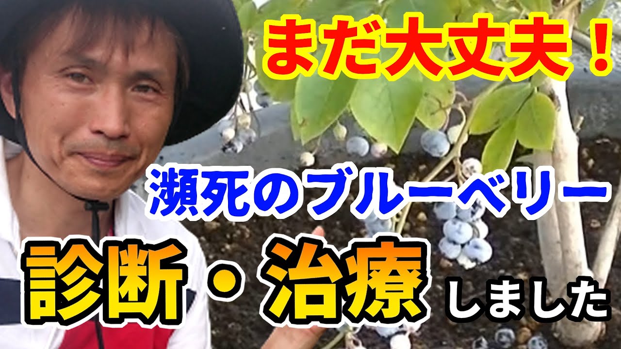 【ブルーベリー】かなり弱った大苗を、診断して治療してみた