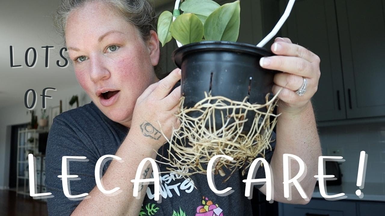 A whole lotta LECA...