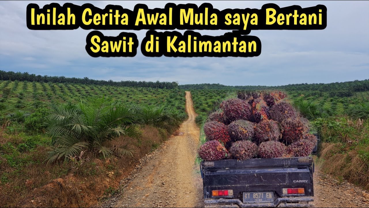 inilah Cerita saya berkebun Sawit dengan modal Seadanya