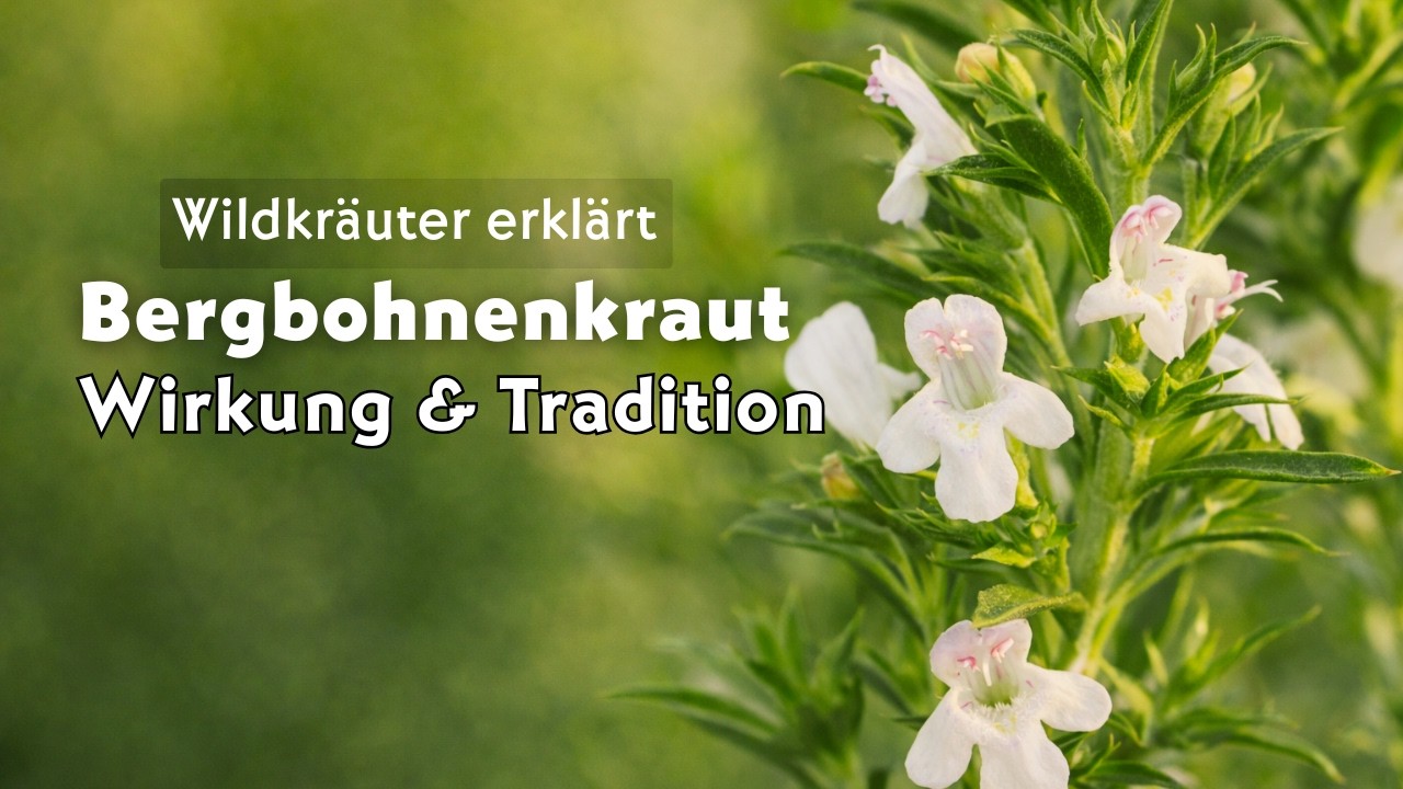 Bergbohnenkraut (Satureja montana): Wirkung & Tradition | Wildkräuter einfach erklärt