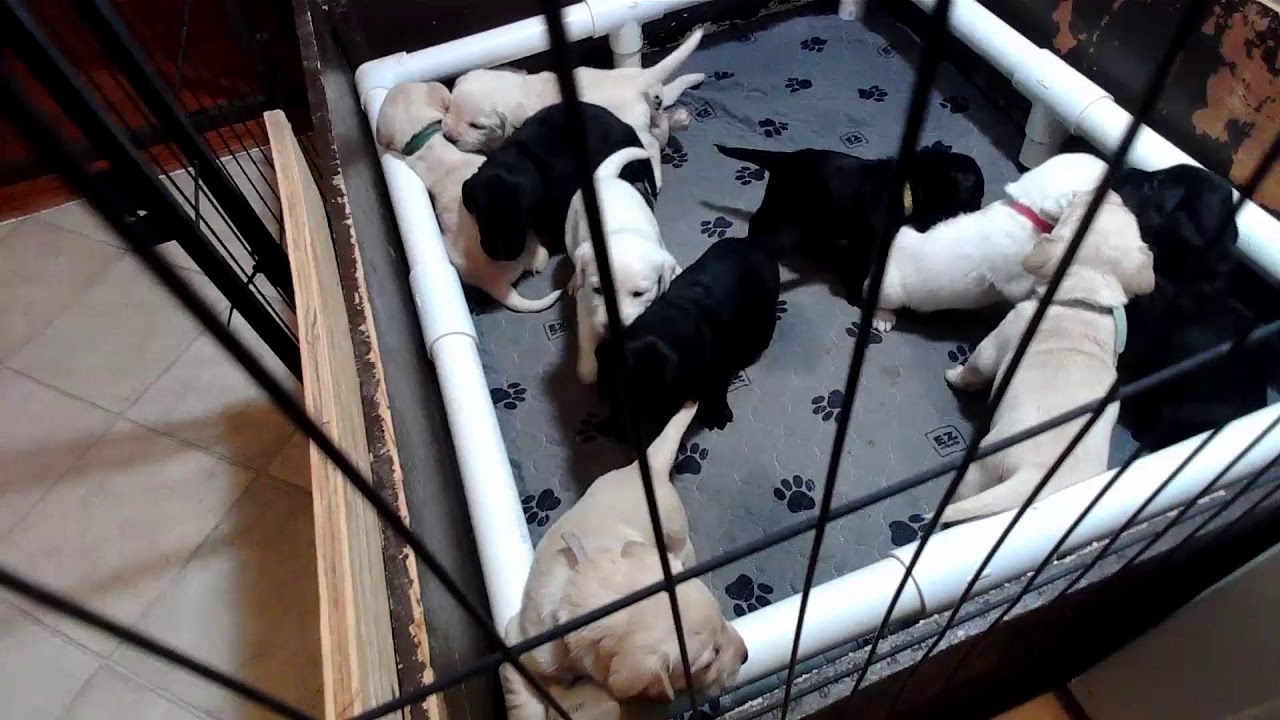 Ty & Boomers '26 Litter 2/1/26 Live Stream