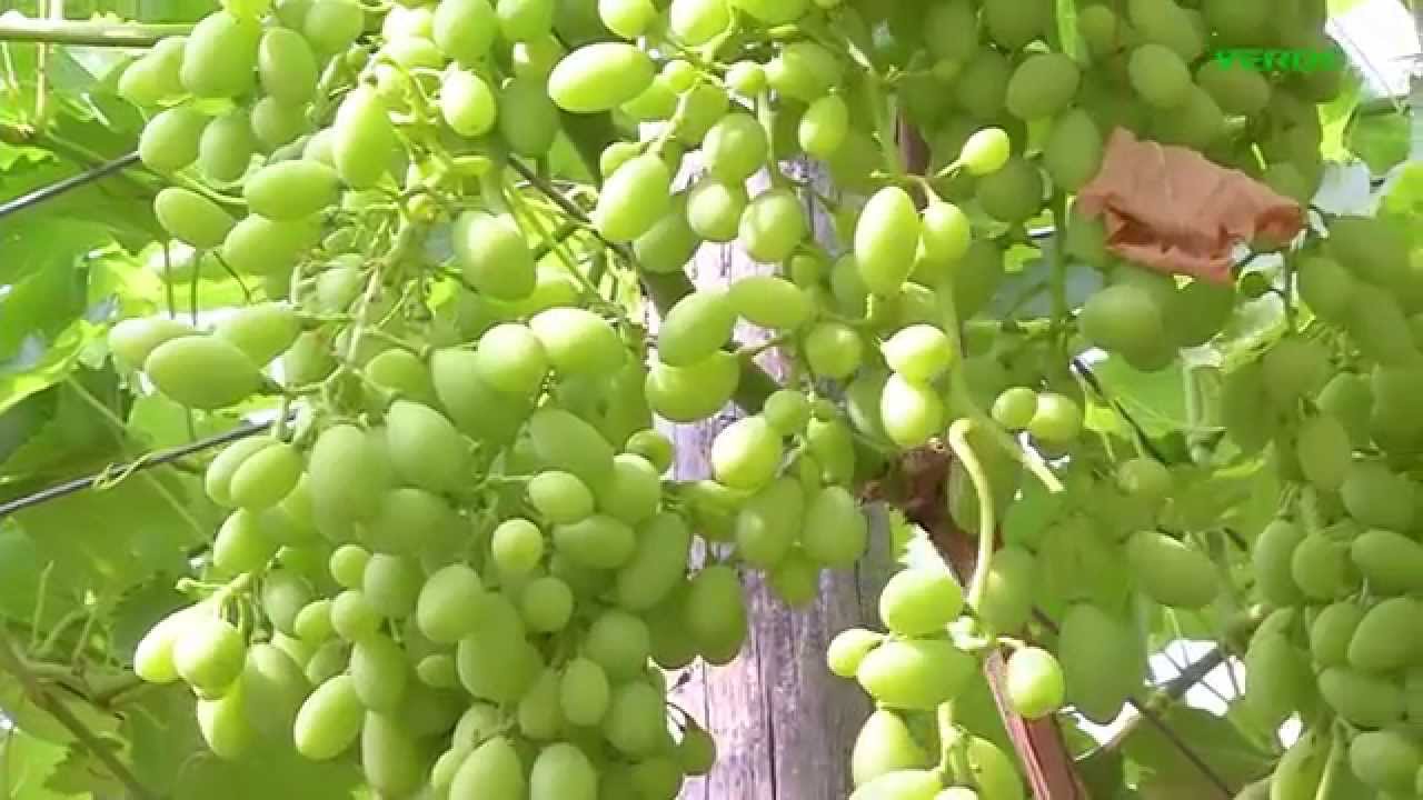 www.verdetv.tv - uva selezione e acinellatura
