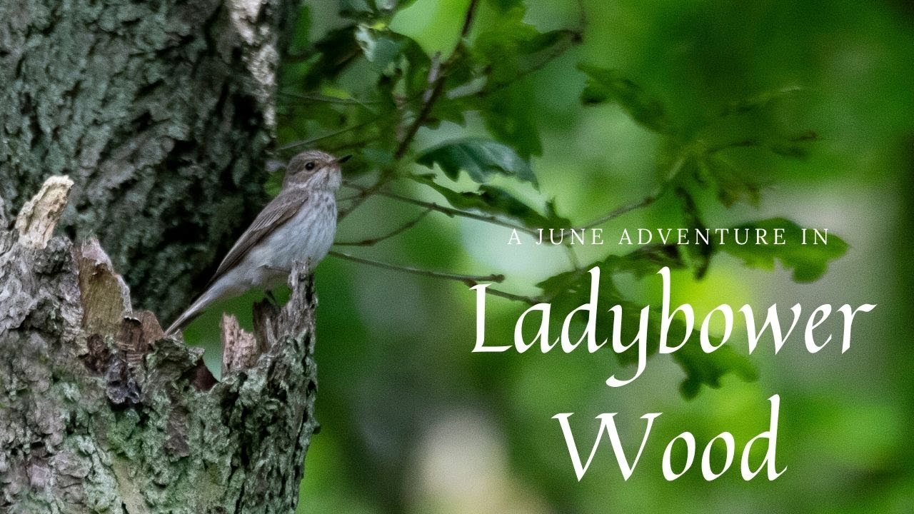 A June Adventure in Ladybower Wood
