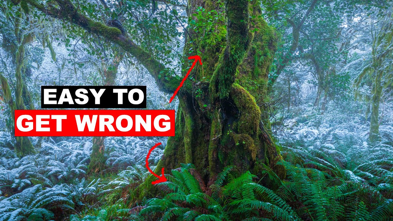 Landscape Photography POV - Snow Covered Forest In New Zealand
