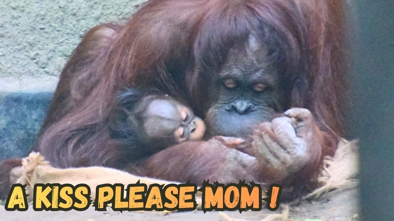 Super Cuddling For Newborn Baby Orangutan Maria