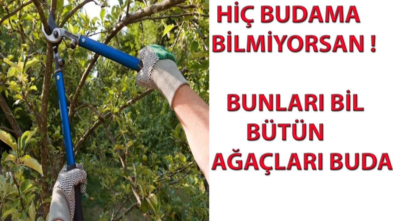 TEK YÖNTEMLE BÜTÜN AĞAÇLARI BUDAYABİLİRSİN