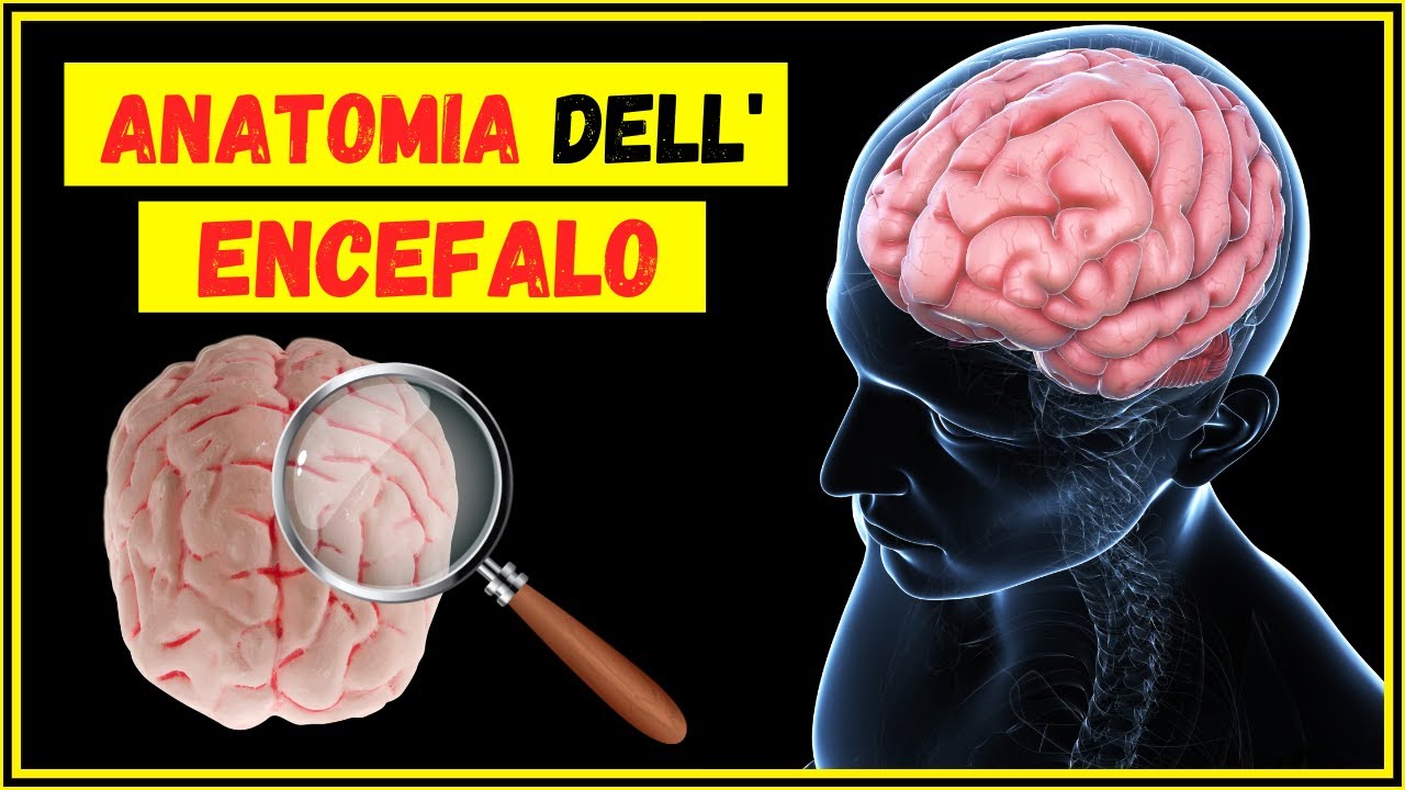 Anatomia dell'encefalo (cervello umano) : com'&egrave; fatto e come si sviluppa?