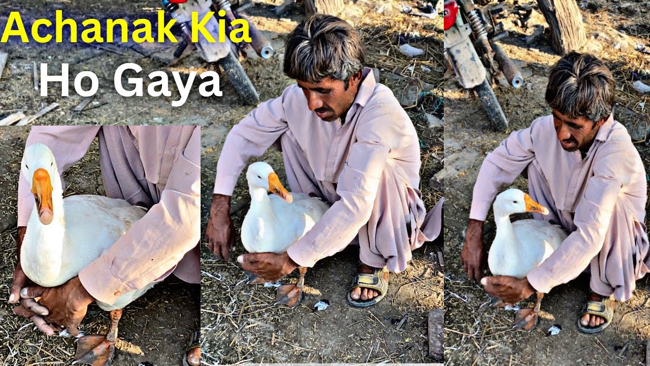 Pray For Big Duck Male 🥺 | Achanak Kia Ho Gaya 