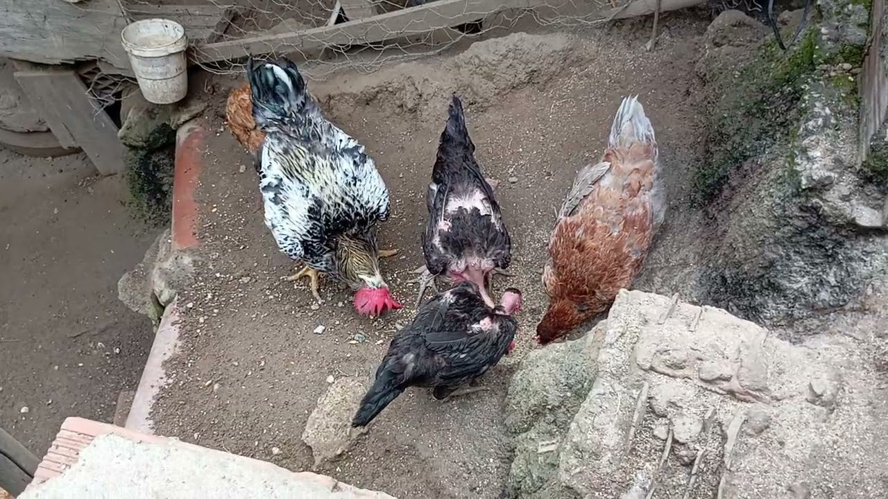 Limpando a vasilhas de água dás 🐔