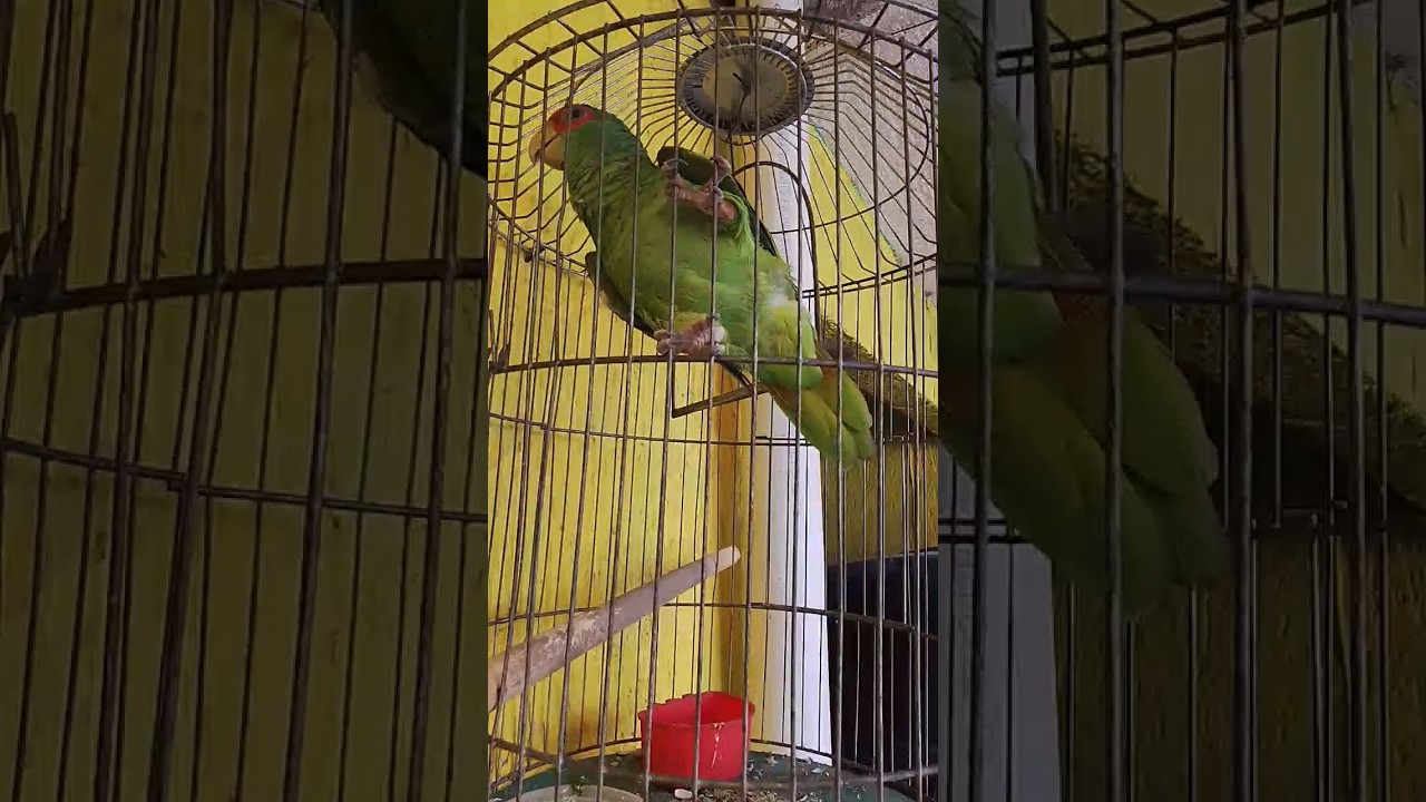 #miloro