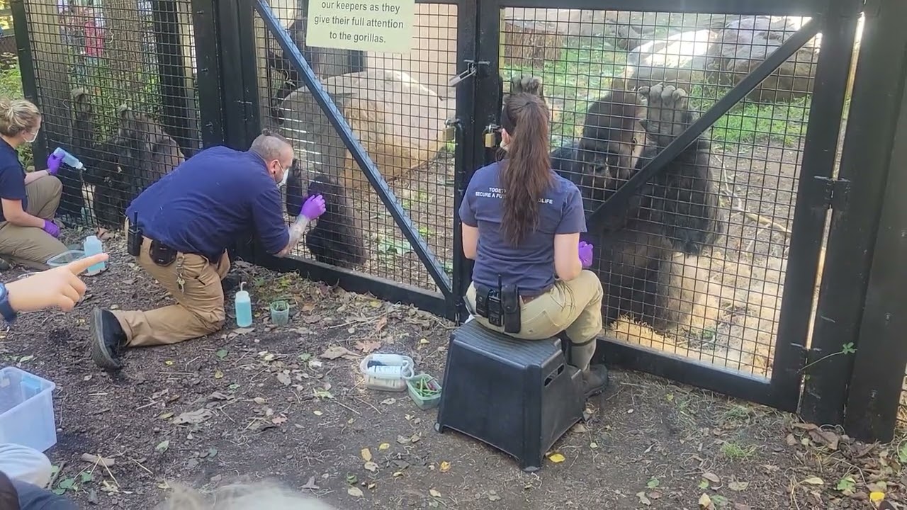 up close and personal Gorilla motor skills training done by Cleveland Metroparks Zoo zookeepers
