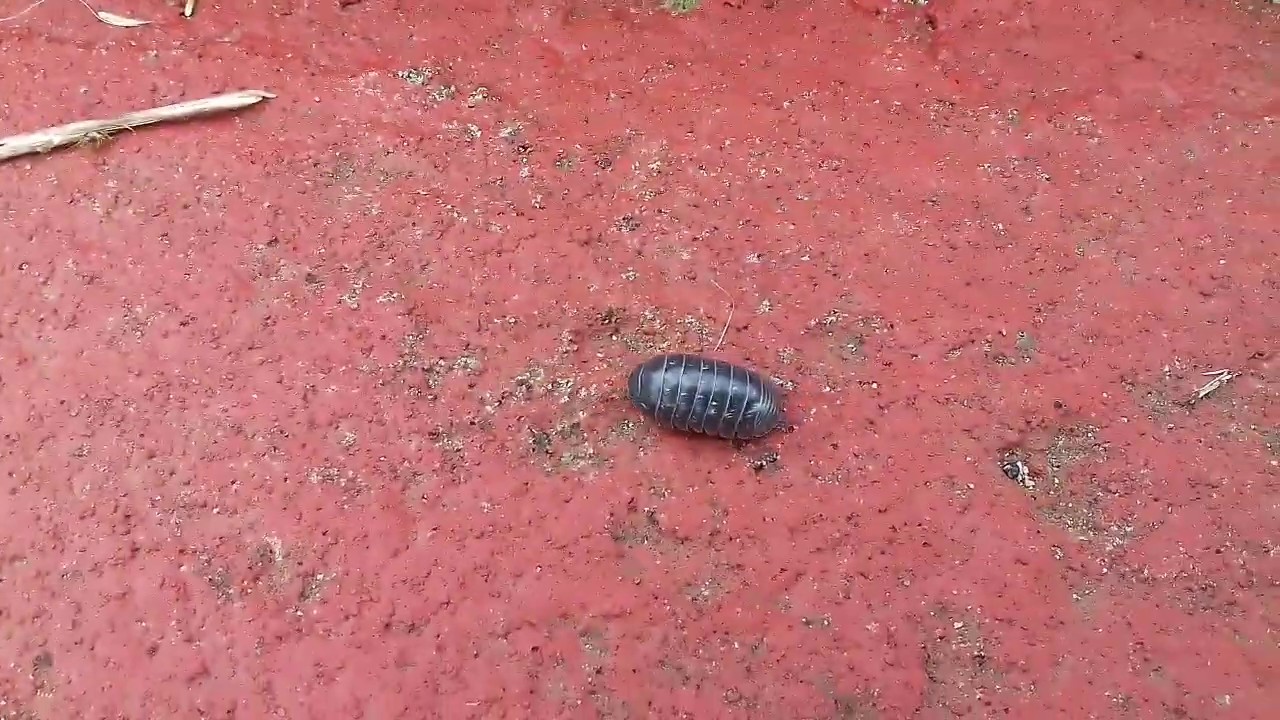 Bicho bola divertido