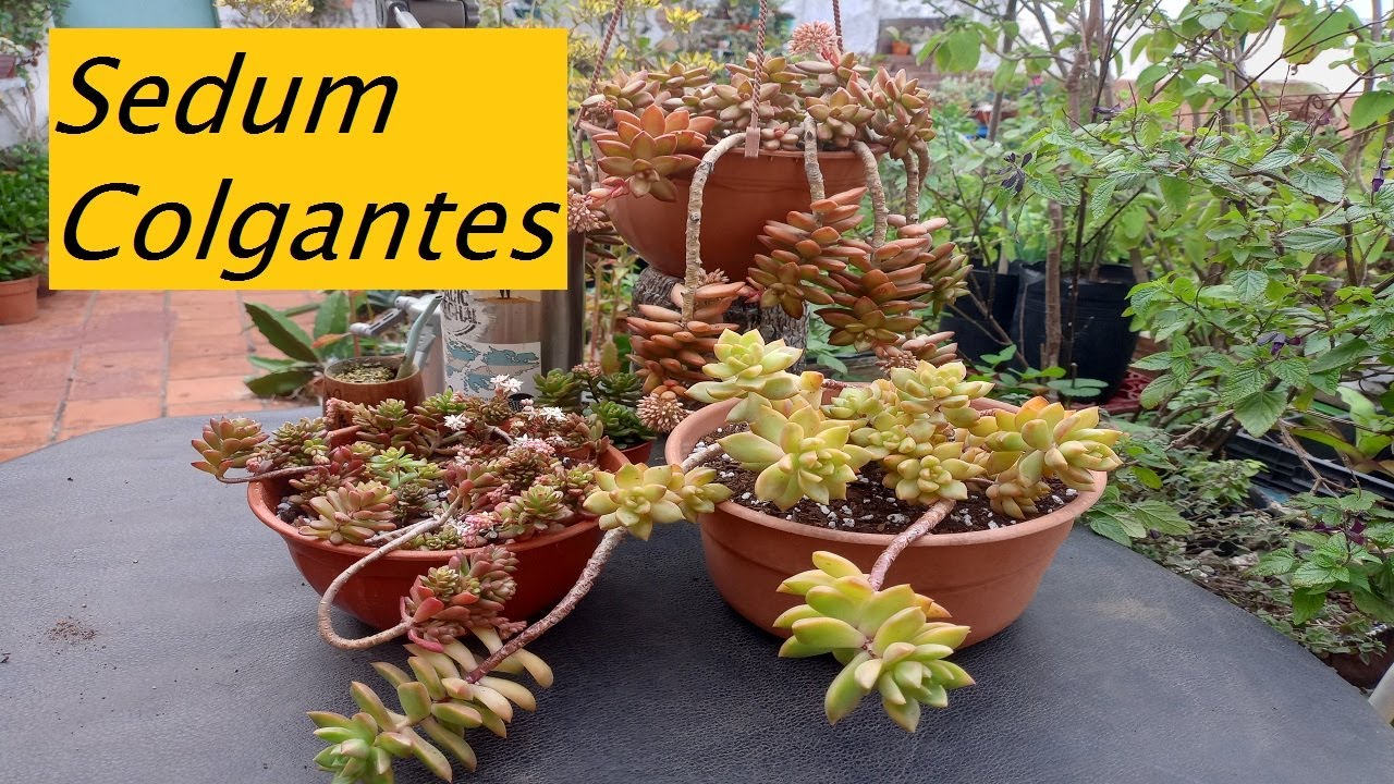 Sedum Trasplantes #sedum #suculentas #jardin #lasplantasdegeral #cactusysuculentas #plantas #flores