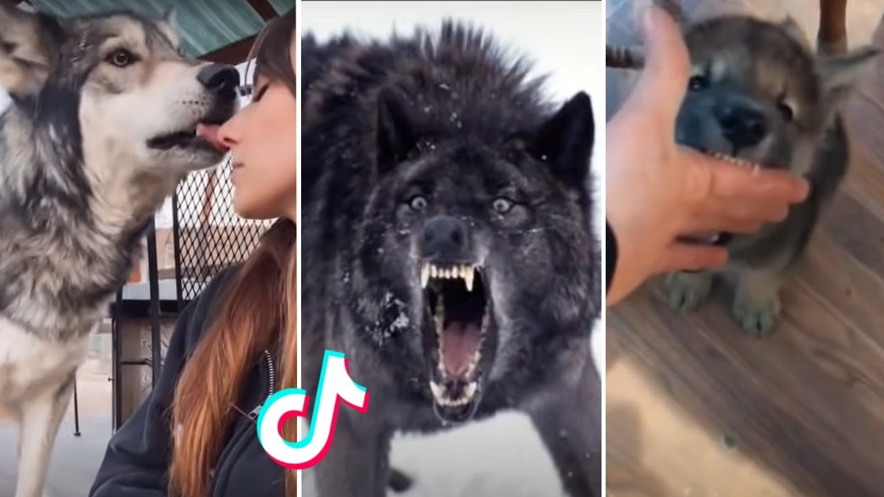 Wolf Side of Tiktok | Funny Wolf Videos