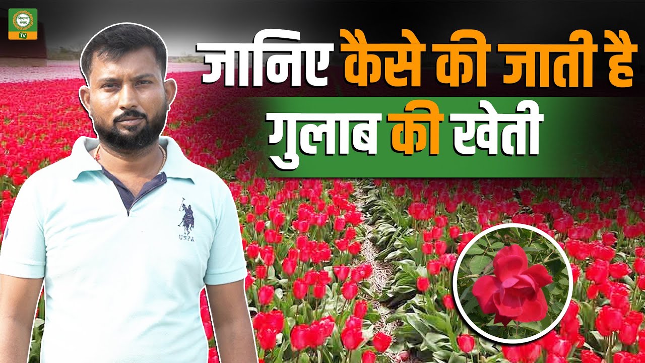 गुलाब की खेती कैसे करें? 🌹 | जानें प्रोफिटेबल Rose Farming के बेहतरीन तरीके | Rose Farming Guide