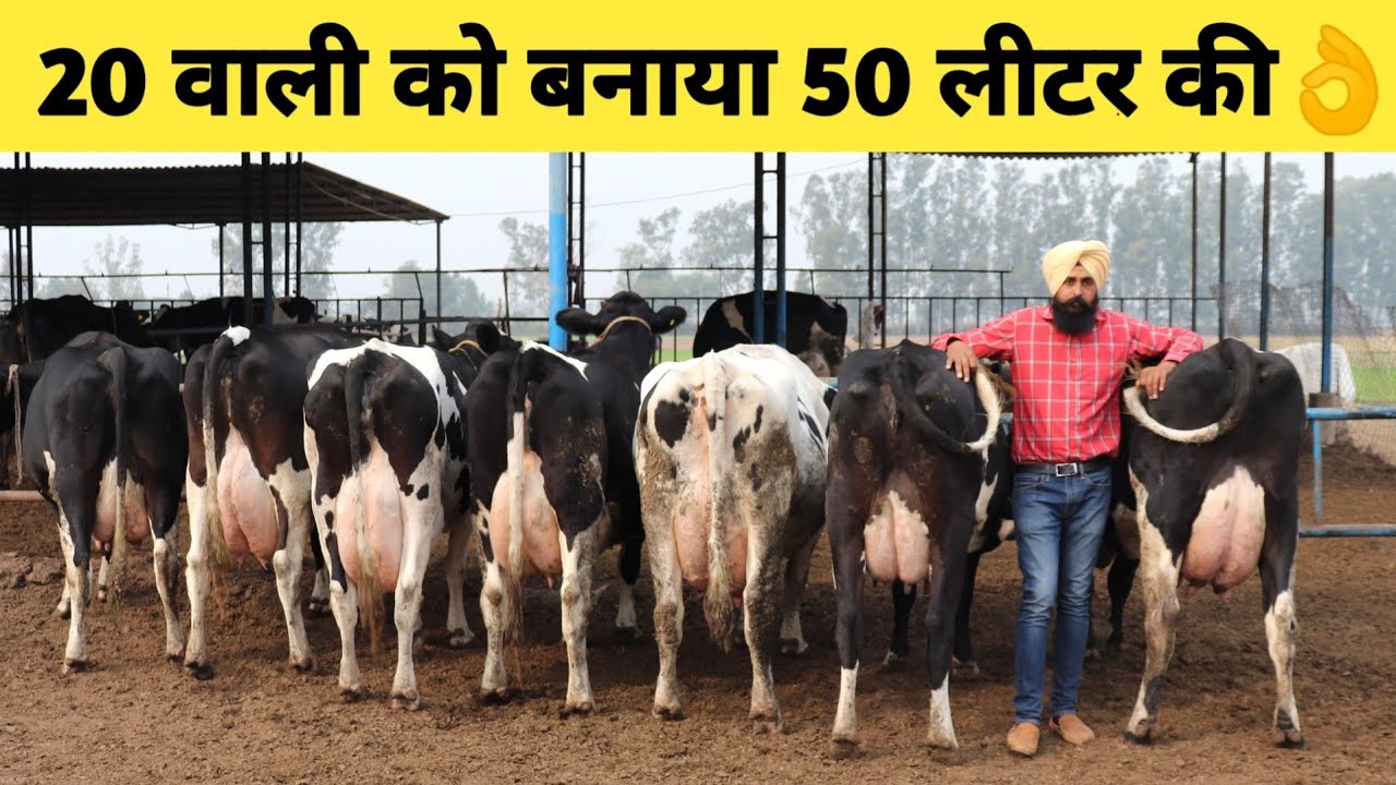 Top Quality HF Cows Dairy farm in Haryana India|How increase Milk/Buy Cow