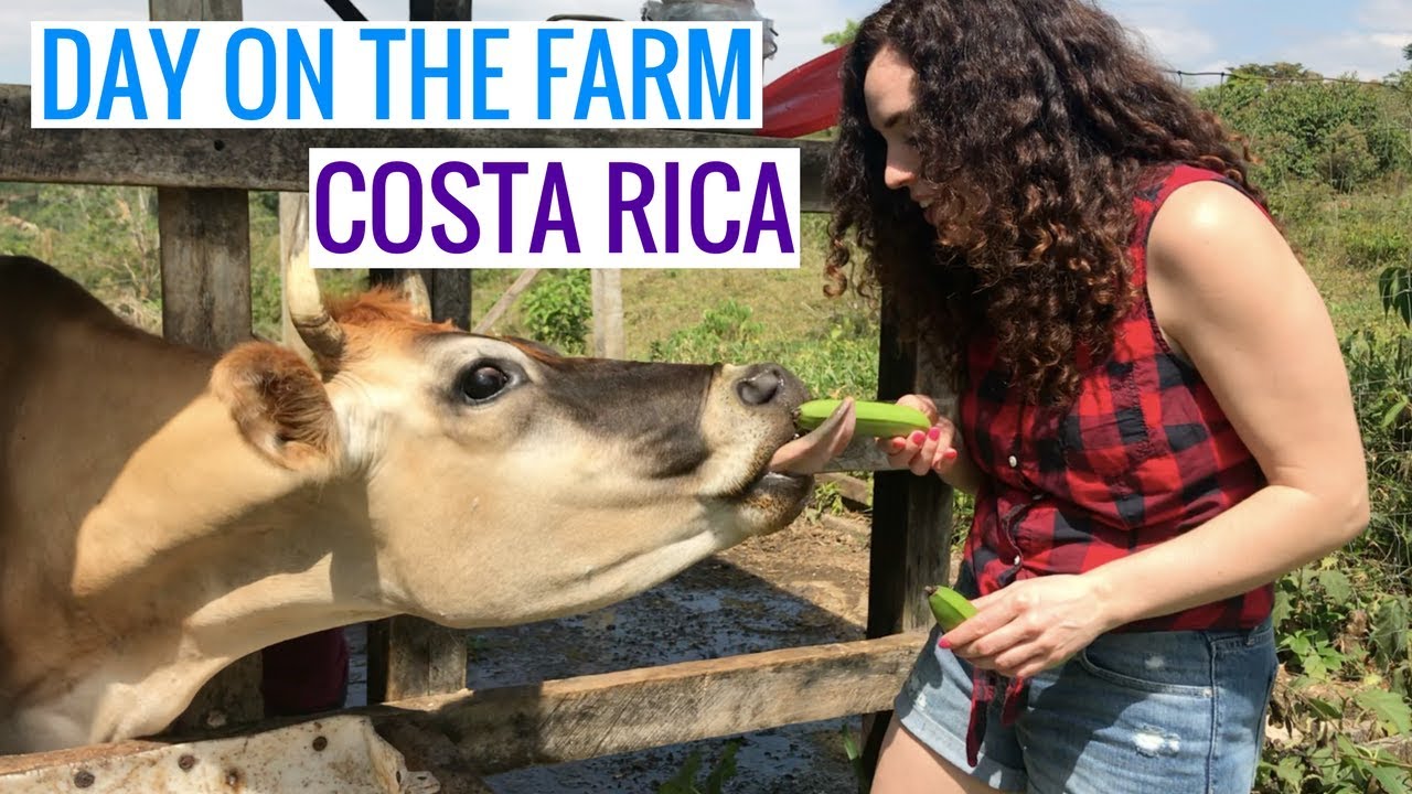 HOW TO MILK A COW: COSTA RICA