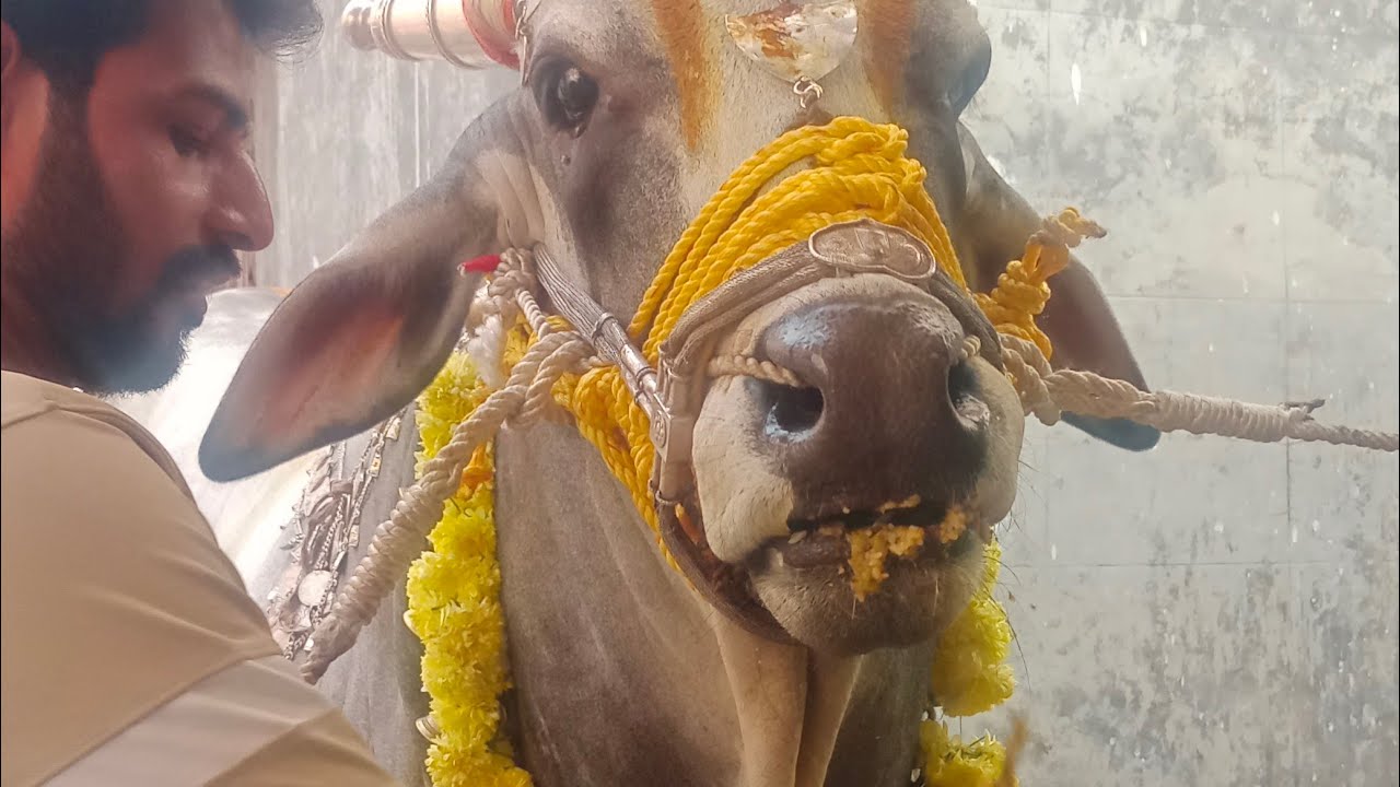 Simhadhri appanna తోడపెద్దు Sevagaridi  is live! మాఘ పున్నమి 