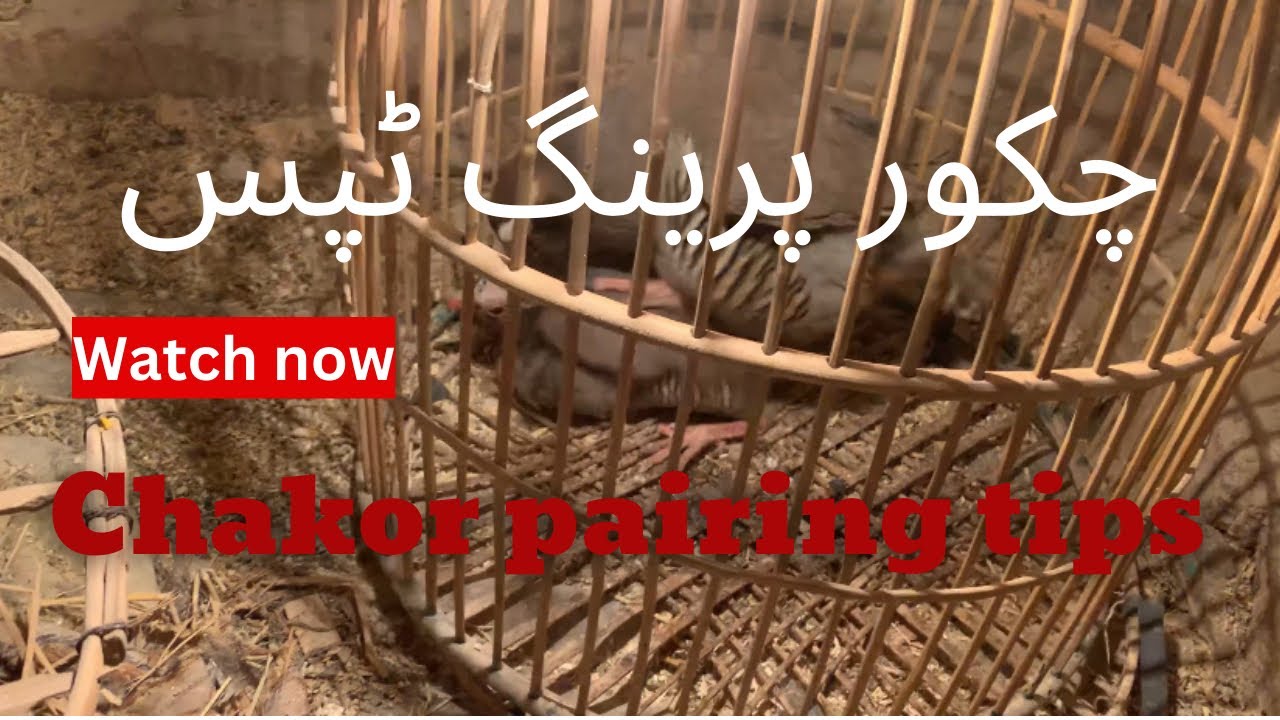 Chakor pairing tips/ chakor pair kasa banaya /chakor ka jora karna ka tareka #zarkawaz #chakorbird