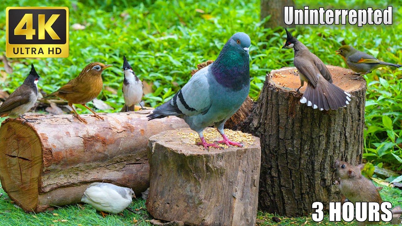 Cat TV NO ADS 🐱 Birds and Squirrels in 4K for Cats to Enjoy 🐦🐿 Pet Playtime Videos