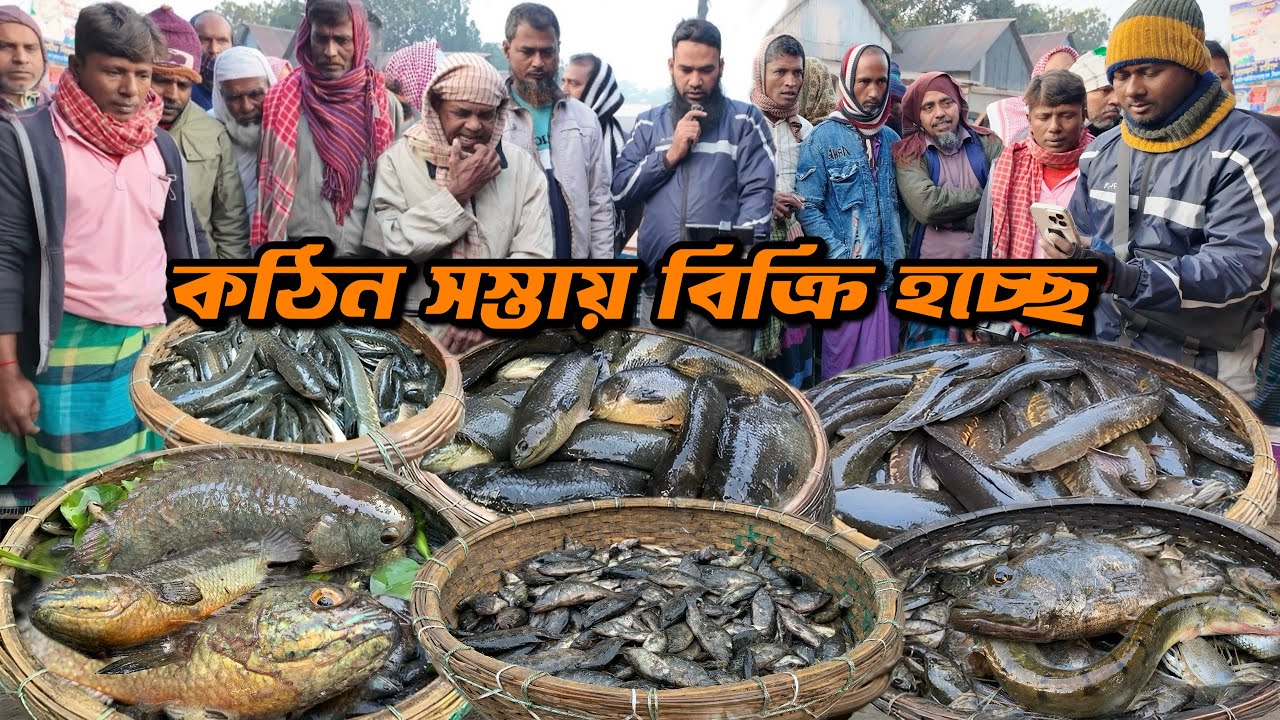 এত সস্তায় আড়িয়াল বিলের ভেদা কৈ শিং নানান ধরনের মাছ! Village fish market dohar | Dohar Fish
