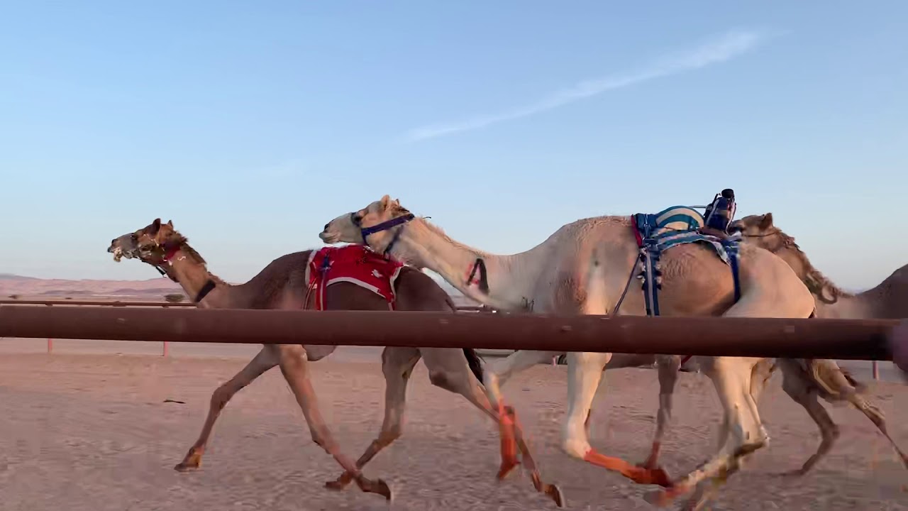 المحترف / ابراهيم عيد الحويطي