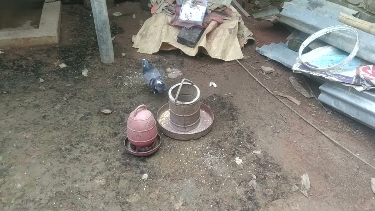 ছোট জায়গায় কবুতর পালন | Pigeons 