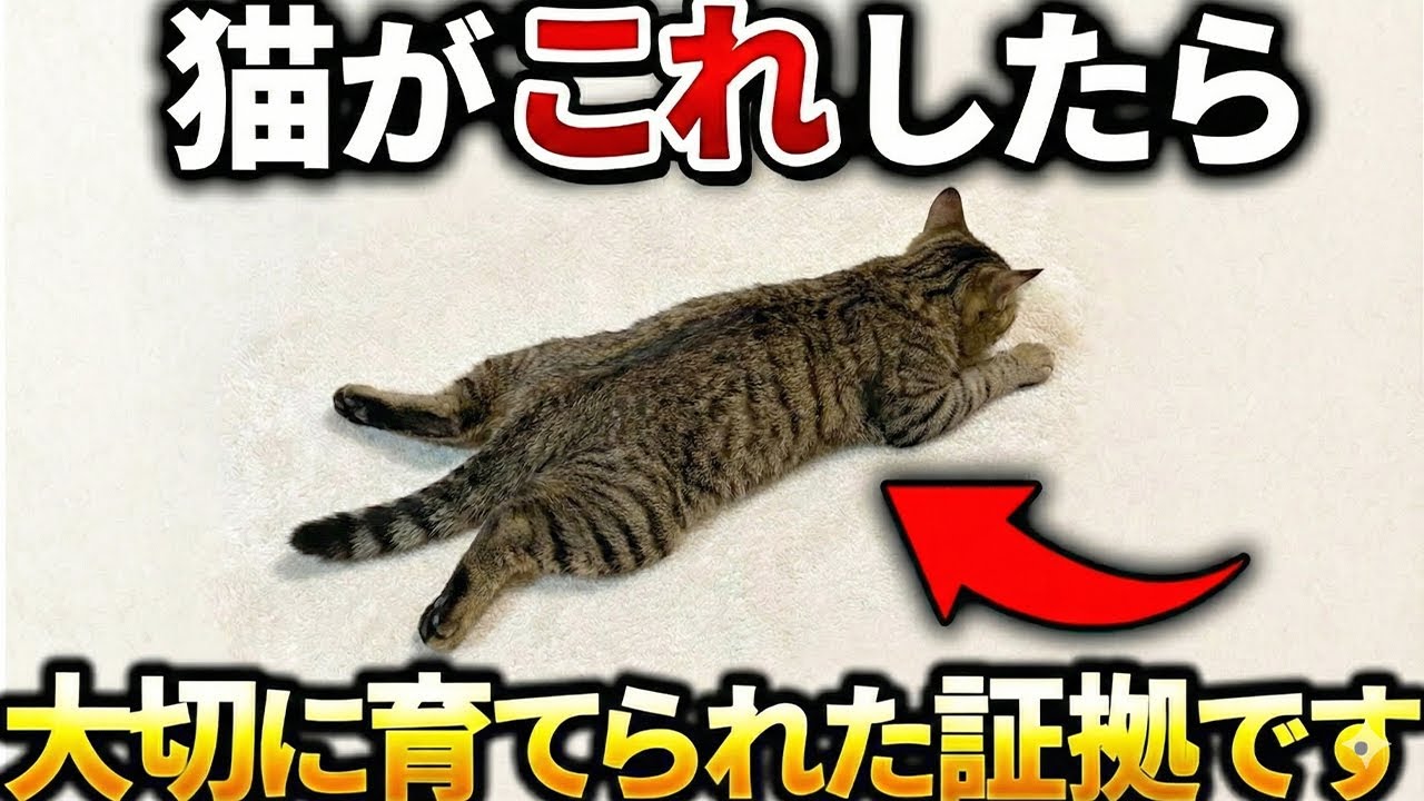 【9割が知らない真実…】大切に育てられた猫がする仕草７選