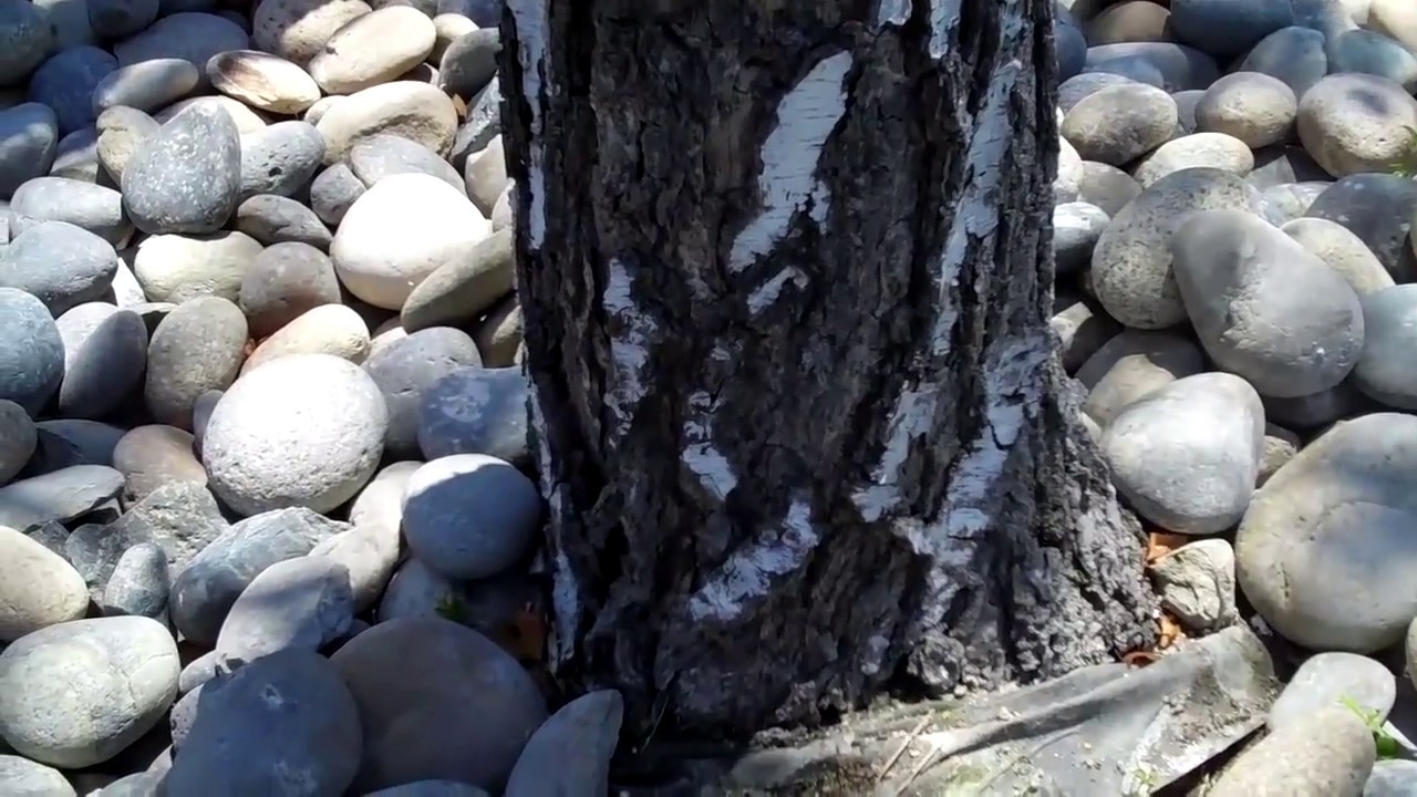 (83) Birch Trees in decline. What's wrong?