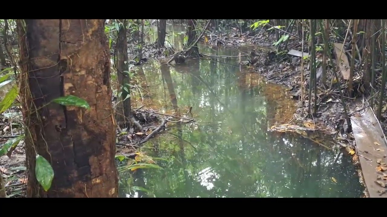 Pimenta do Reino - Inicio Montagem Irrigação