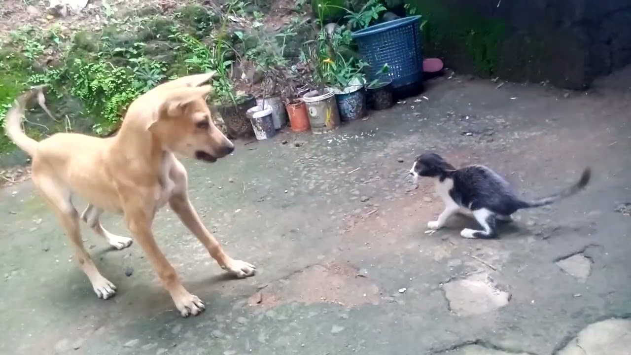 எங்க வீட்டு நாய் குட்டியும்🐕 பூனை குட்டியும்🐈🐱 விளையாடுவதயைப் பாருங்க💞. cute moments😍💫