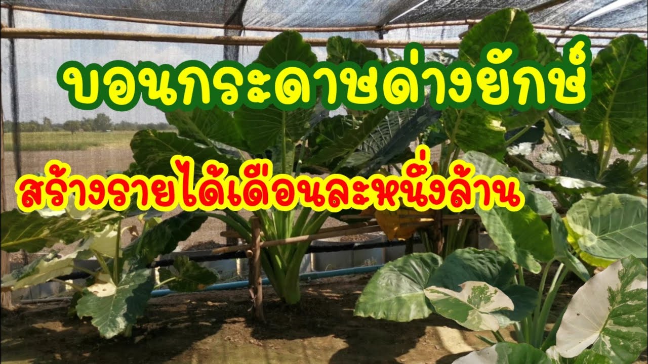 บอนกระดาษด่าง​ หูช้างด่างเหลือง​ สร้างรายได้เดือนละหนึ่งล้าน
