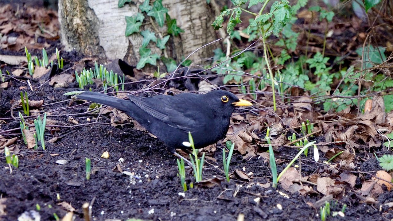 Blackbird Diaries - #8 | Blackbird Robin Pigeon Sparrow | Birdsong & Urban Sounds | Beverley