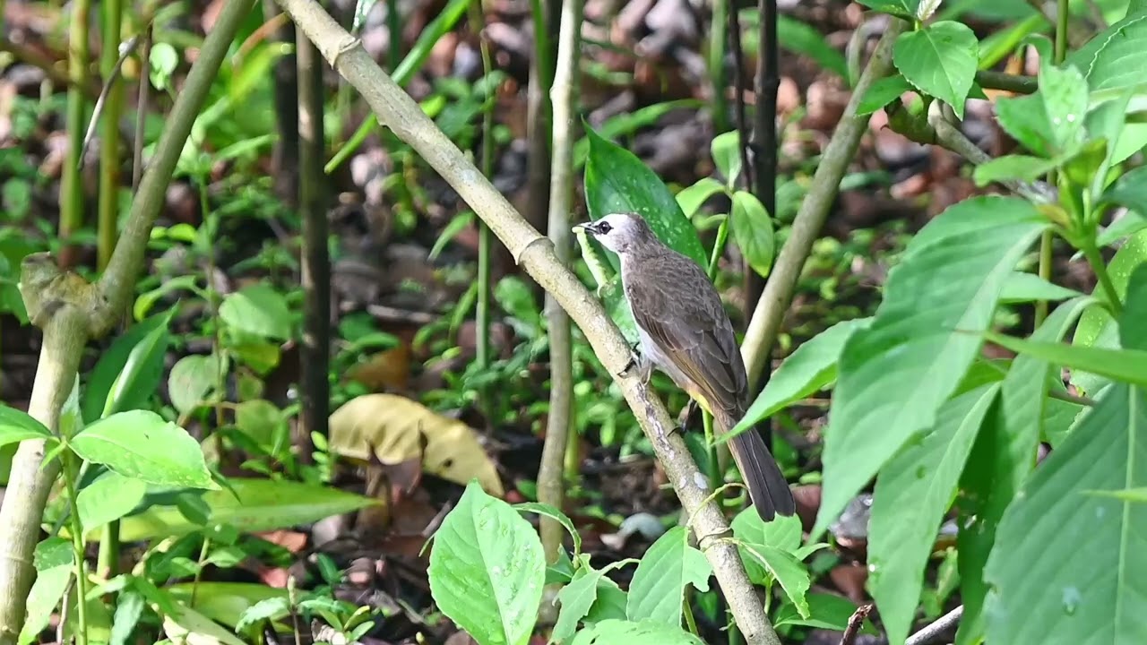 yellow vented bulbul 白眉黄臀鹎 catch a worm HD