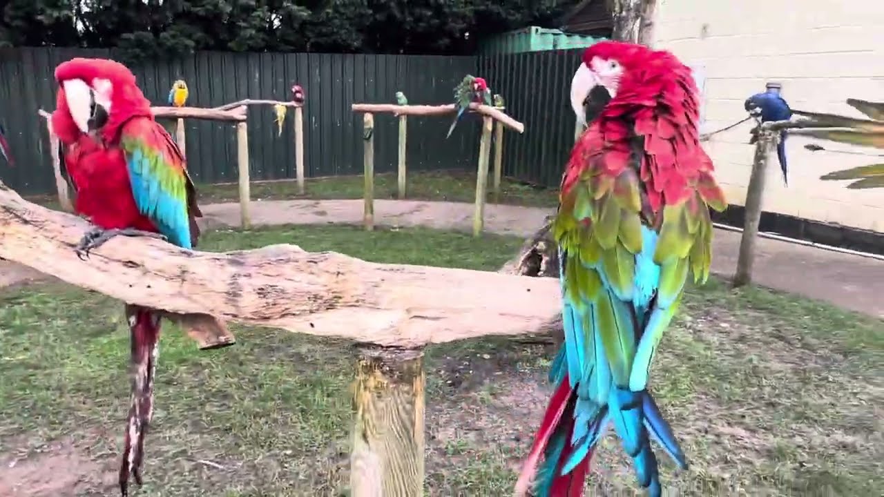 Parrot park in uk ! Beautiful parrots! Visit birdland to watch tropical parrots ! Uk zoo
