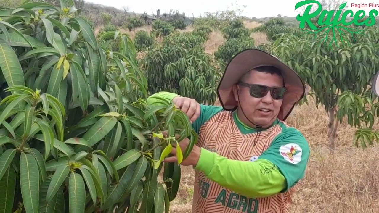 PLANTACIÓN DE MANGO KENT REGISTRA BUENA FLORACION CON SOPORTE TÉCNICO DE YO AGRO
