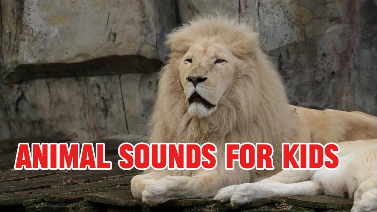 Amazing Animal Sounds for kids #wildanimals #animalsounds #wildlife 