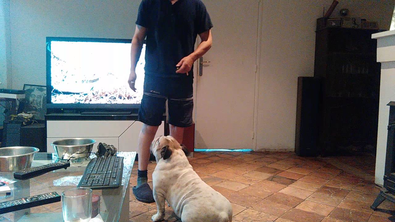 Éducation douce avec bulldog anglais #2