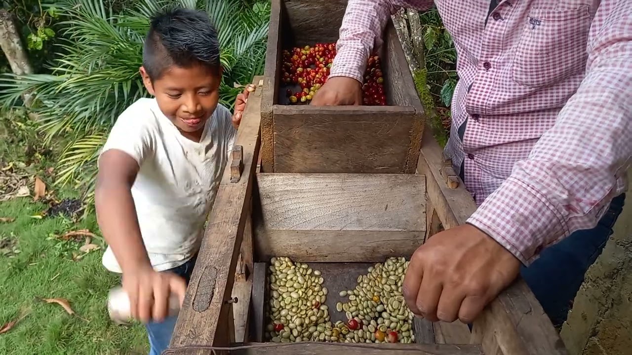 empezamos a despulpar el cafe.una máquina chingona.