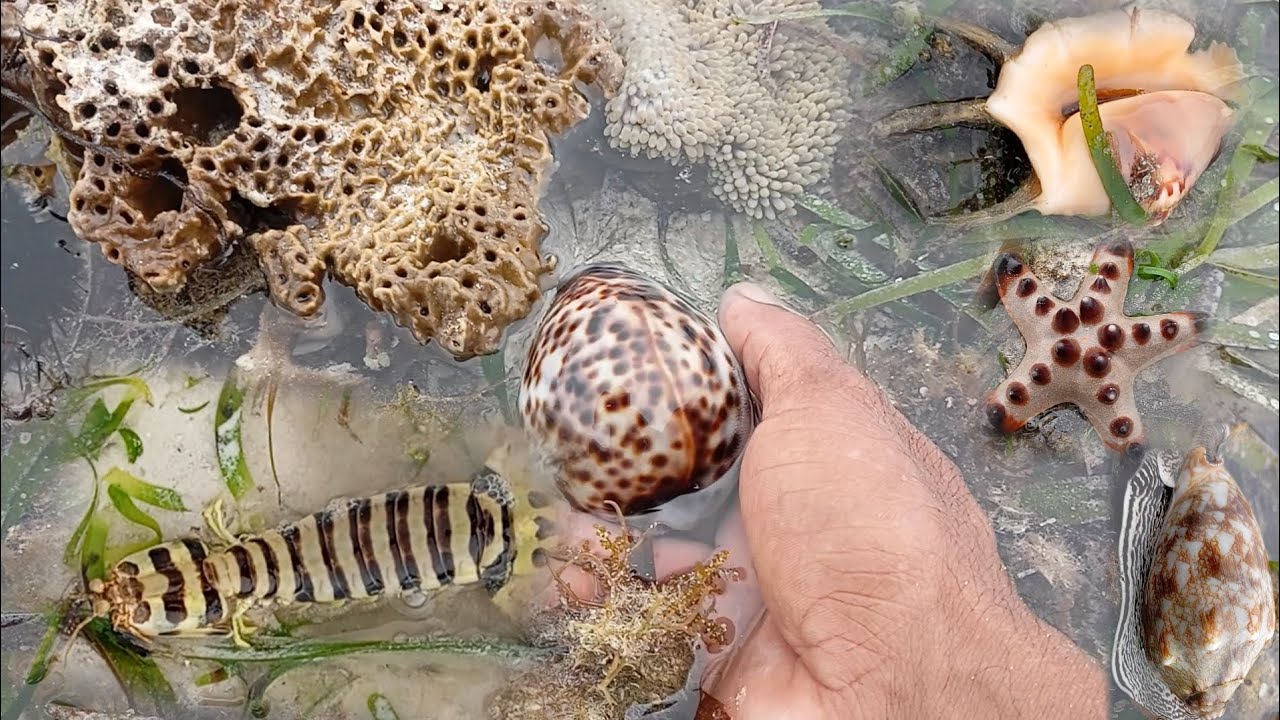Berburu hewan laut saat air laut surut | kerang, siput, udang mantis