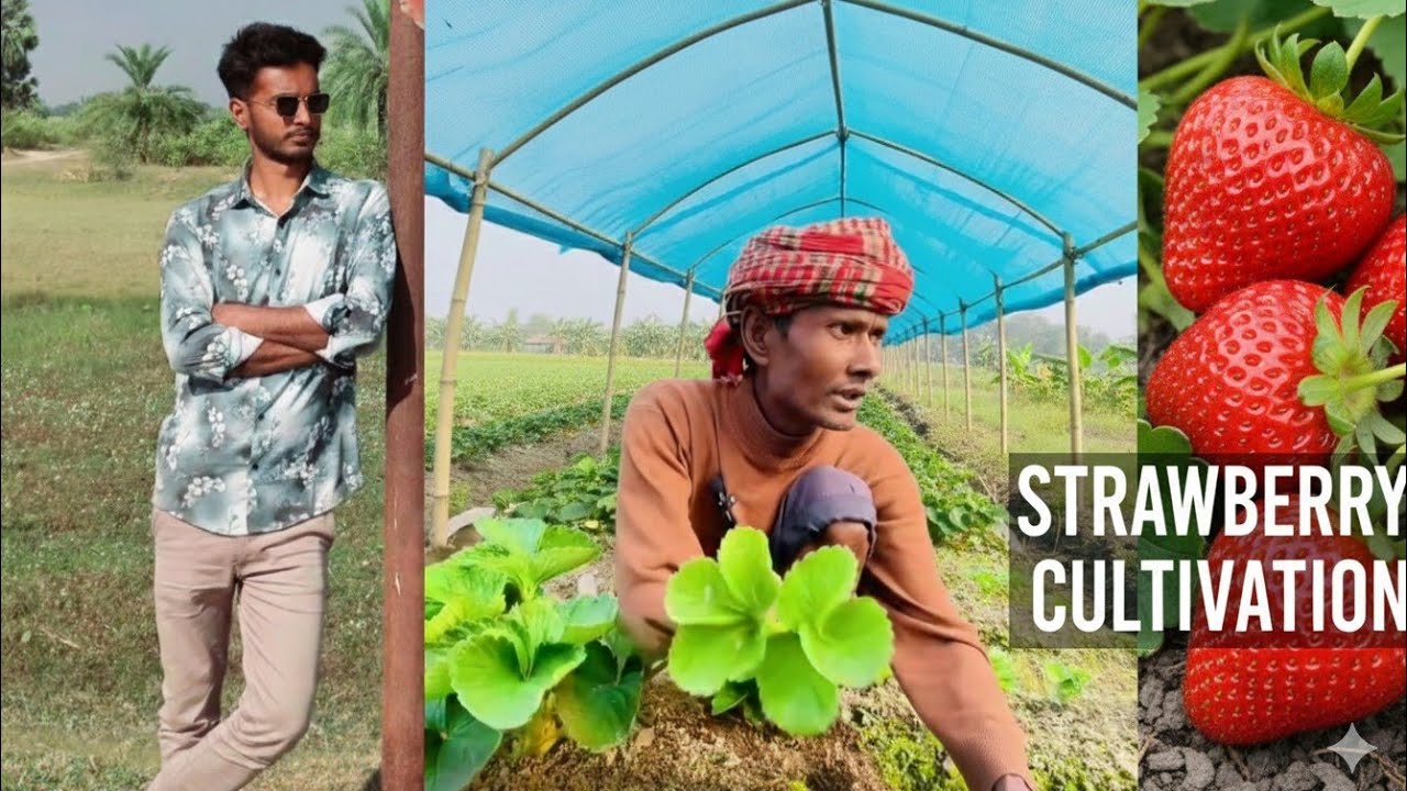 🍓 স্ট্রবেরি চাষ সম্পূর্ণ গাইড | Strawberry Farming in Bangladesh | Ra Official Agri Tips