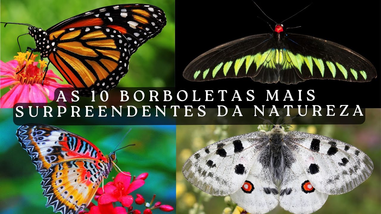 As 10 Borboletas Mais Raras e INCRÍVEIS do Mundo!
