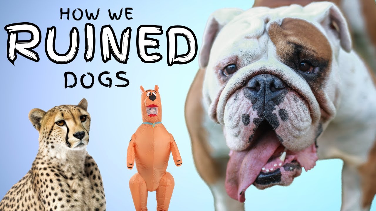 How We RUINED Dogs