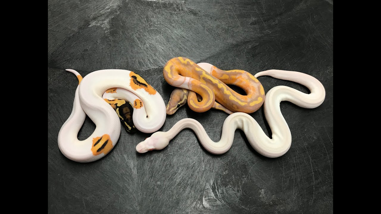 Piebald Ball Python combos and not just your typical white snake!